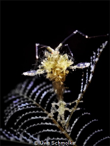 Planet Mom -
skeleton shrimp carrying lots of babies by Uwe Schmolke 